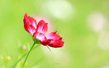 Load image into Gallery viewer, produc t1234

