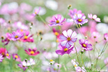 Load image into Gallery viewer, product 010
