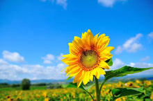 Load image into Gallery viewer, product 010
